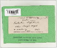 Fistulina hepatica image