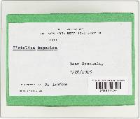 Fistulina hepatica image