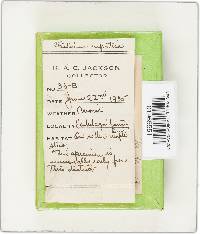 Fistulina hepatica image