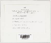 Fistulina hepatica image