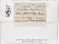 Fistulina hepatica image