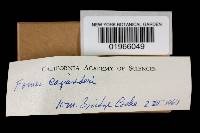 Fomitopsis cajanderi image