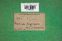 Fomitopsis lignea image