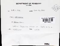 Fomitopsis cajanderi image