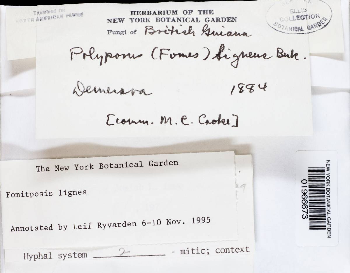 Fomitopsis lignea image