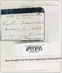 Cyathus stercoreus image