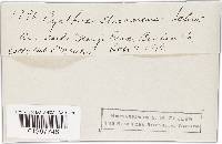 Cyathus stercoreus image