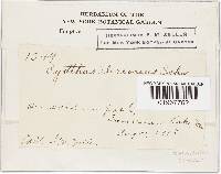 Cyathus stercoreus image