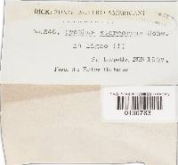 Cyathus stercoreus image