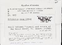 Pycnoporus sanguineus image