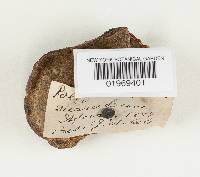 Rigidoporus lineatus image