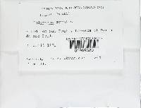 Rigidoporus lineatus image