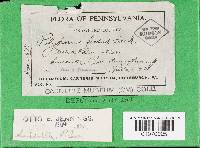 Polyporus guianensis image