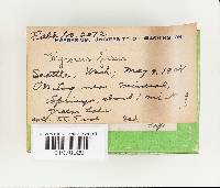 Polyporus guianensis image