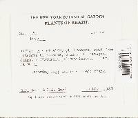 Favolus tenuiculus image