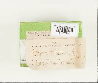 Thumbnail image of current specimen