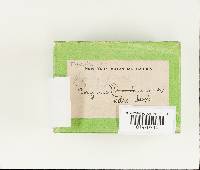 Thumbnail image of current specimen