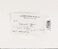 Polyporus varius image