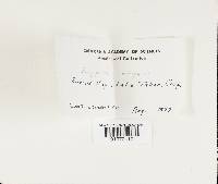 Polyporus varius image