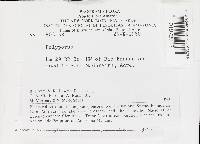 Polyporus dictyopus image