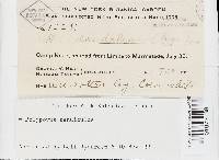 Favolus tenuiculus image