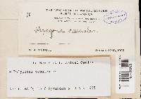 Favolus tenuiculus image