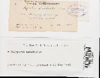 Favolus tenuiculus image