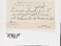 Favolus tenuiculus image