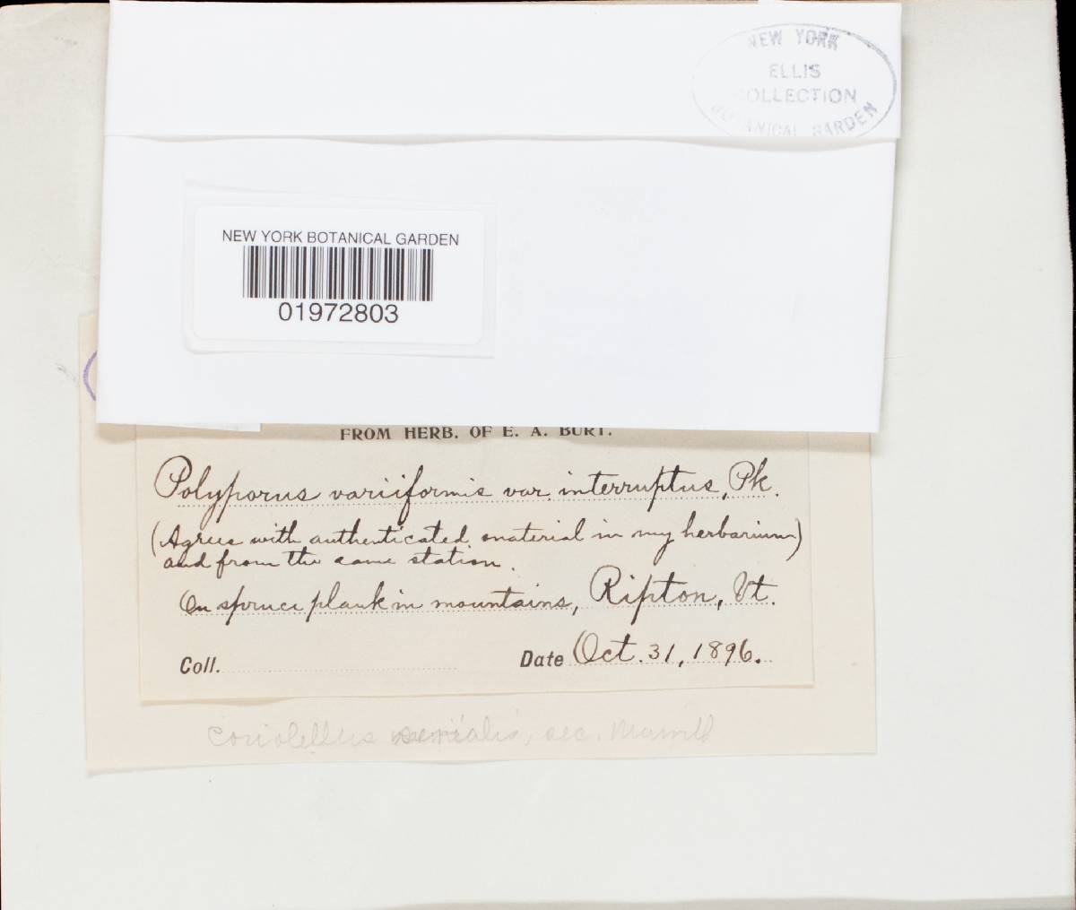 Polyporus variiformis var. interruptus image