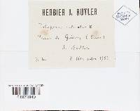 Polyporus varius image