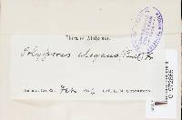 Polyporus varius image