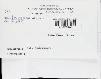 Polyporus varius image