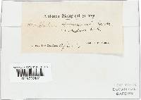 Chroogomphus rutilus image