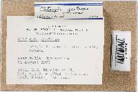 Infundibulicybe geotropa image