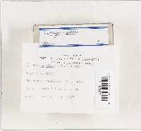 Clitocybe gibba image