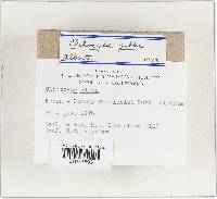 Clitocybe gibba image