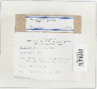 Clitocybe gibba image