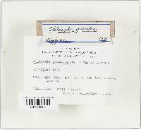 Image Associated With the Occurrence