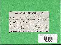 Neolentinus lepideus image