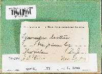 Postia tephroleuca image