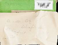 Postia tephroleuca image