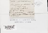 Oligoporus guttulatus image