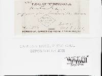 Postia tephroleuca image