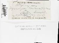 Postia tephroleuca image