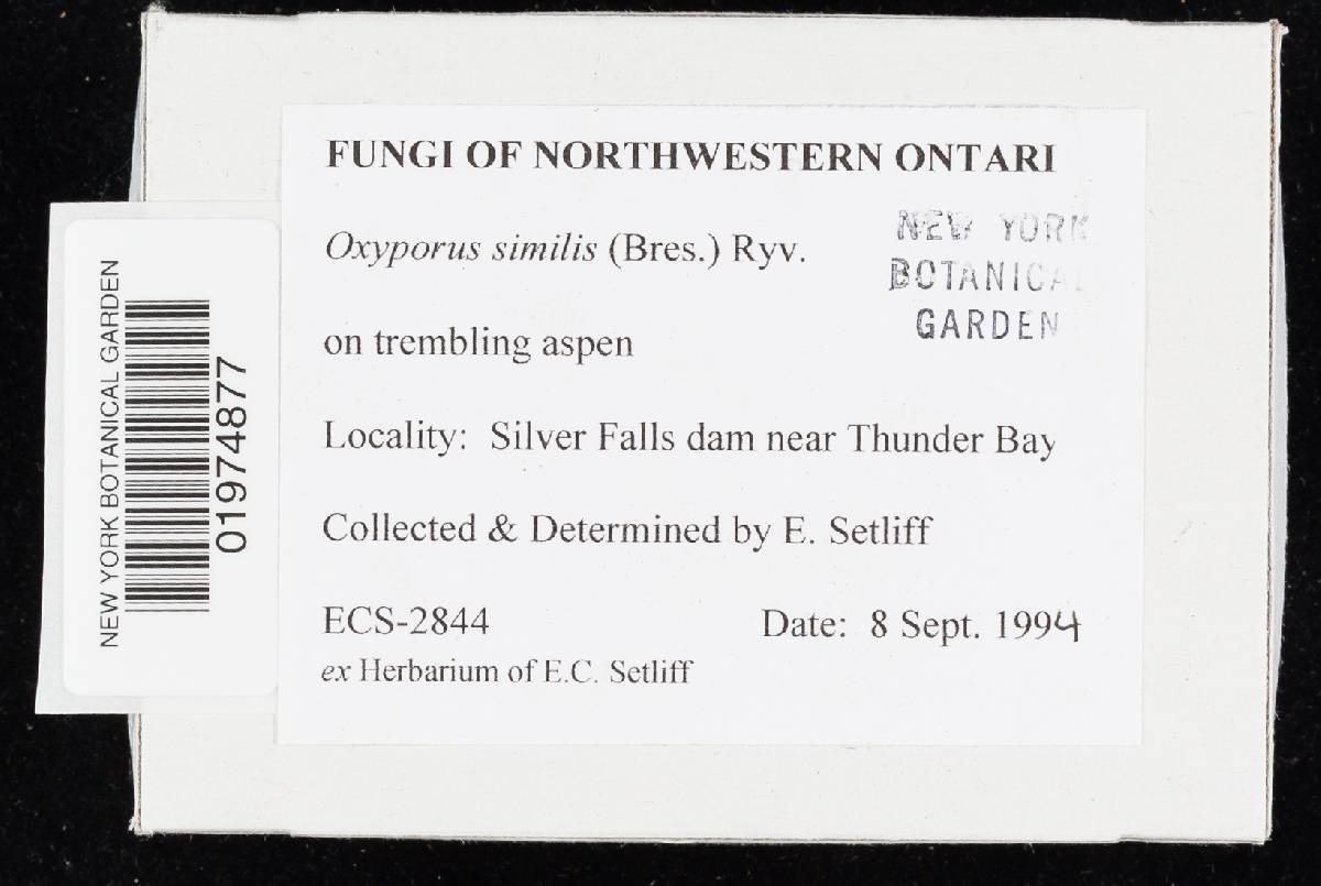 Oxyporus similis image