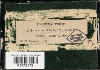 Pachykytospora alabamae image