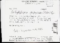 Pachykytospora alabamae image