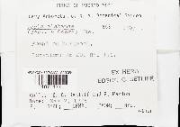 Pachykytospora alabamae image