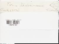 Pachykytospora alabamae image