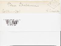 Pachykytospora alabamae image